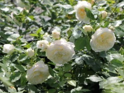 Strauchrose 'Friedenslicht' ® -Deutschland Garten Funk Verkaufs-Shop strauchrose friedenslicht m094381 w 2