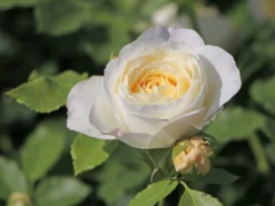Strauchrose 'Friedenslicht' ® -Deutschland Garten Funk Verkaufs-Shop strauchrose friedenslicht m094381 w 4
