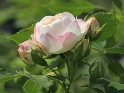Strauchrose 'Friedenslicht' ® -Deutschland Garten Funk Verkaufs-Shop strauchrose friedenslicht m094381 w 5