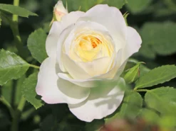 Strauchrose 'Friedenslicht' ® -Deutschland Garten Funk Verkaufs-Shop strauchrose friedenslicht m094381 w 6