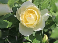 Strauchrose 'Friedenslicht' ® -Deutschland Garten Funk Verkaufs-Shop strauchrose friedenslicht m094381 w 7