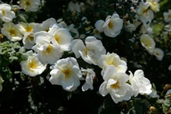 Strauchrose 'Frühlingsgold' 17 Strauchrose 'Frühlingsgold' -Deutschland Garten Funk Verkaufs-Shop strauchrose fruehlingsgold m002974 492886 0