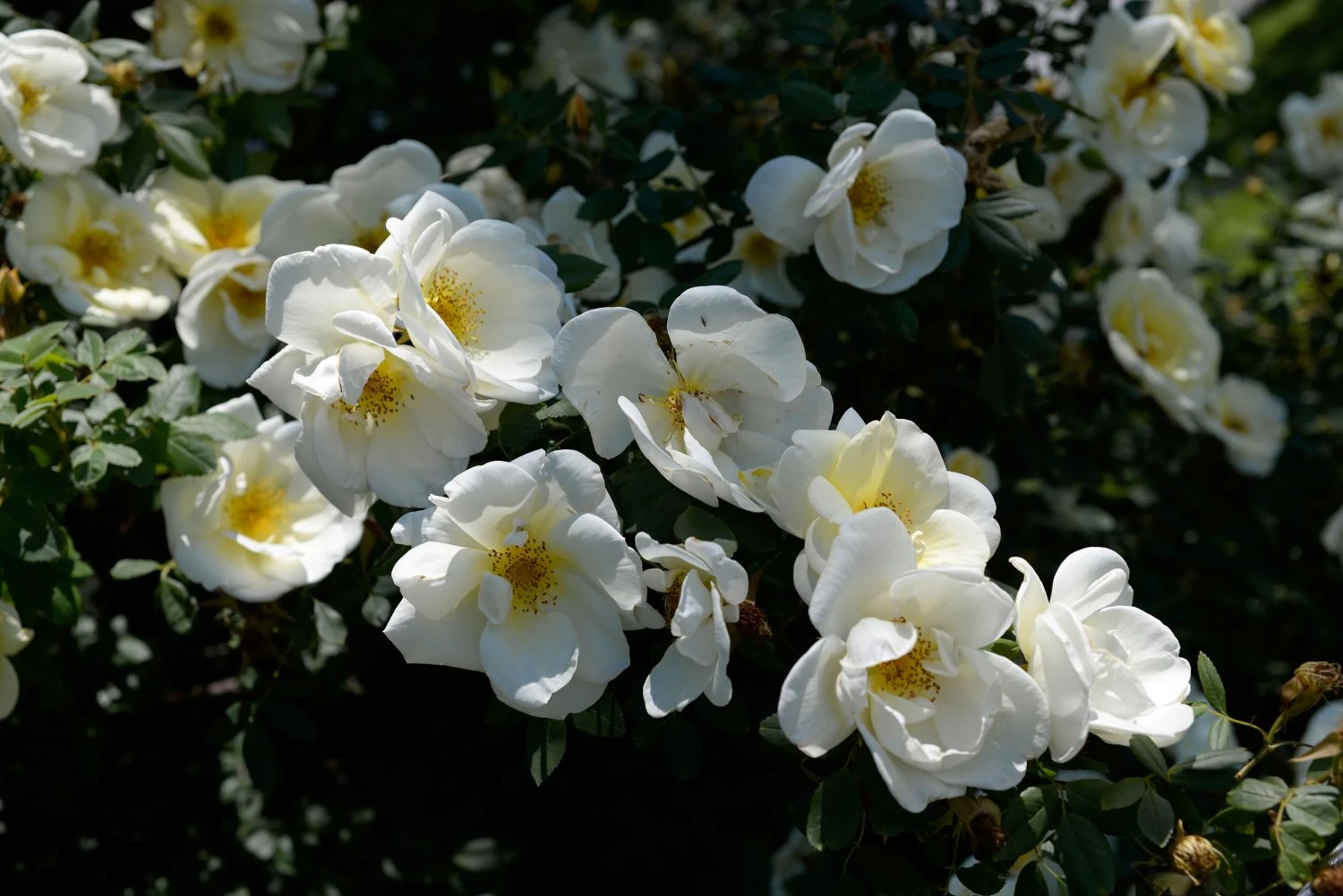 Strauchrose 'Frühlingsgold' 9 Strauchrose 'Frühlingsgold' – Bild 9