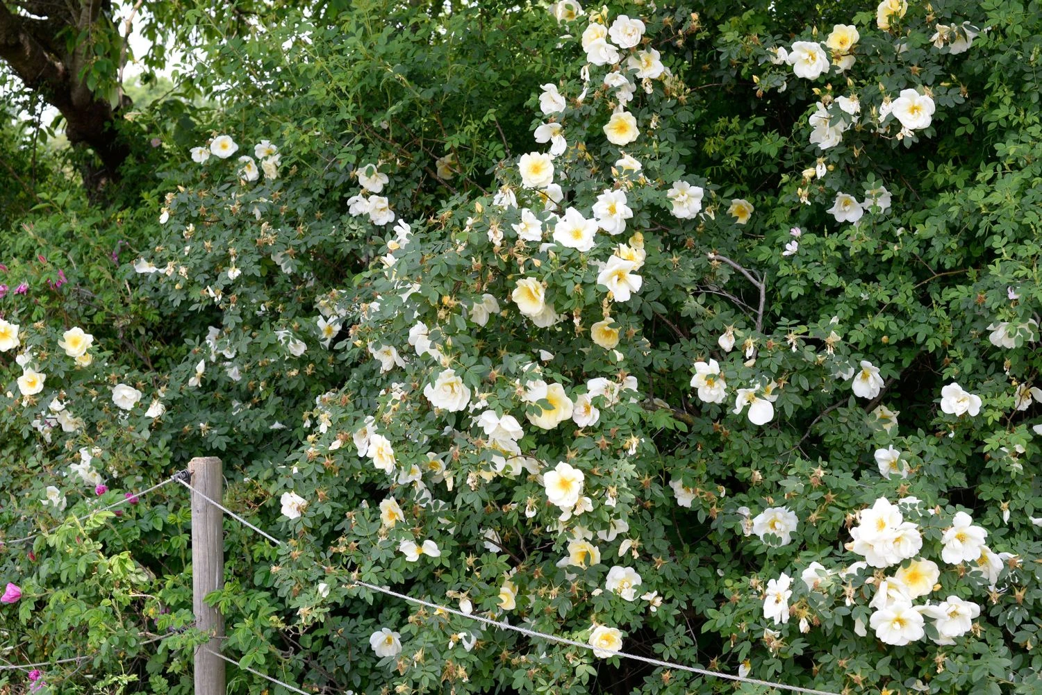 Strauchrose 'Frühlingsgold' 8 Strauchrose 'Frühlingsgold' – Bild 8