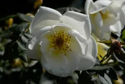 Strauchrose 'Frühlingsgold' 15 Strauchrose 'Frühlingsgold' -Deutschland Garten Funk Verkaufs-Shop strauchrose fruehlingsgold m002974 492886 2