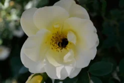 Strauchrose 'Frühlingsgold' 14 Strauchrose 'Frühlingsgold' -Deutschland Garten Funk Verkaufs-Shop strauchrose fruehlingsgold m002974 492886 3