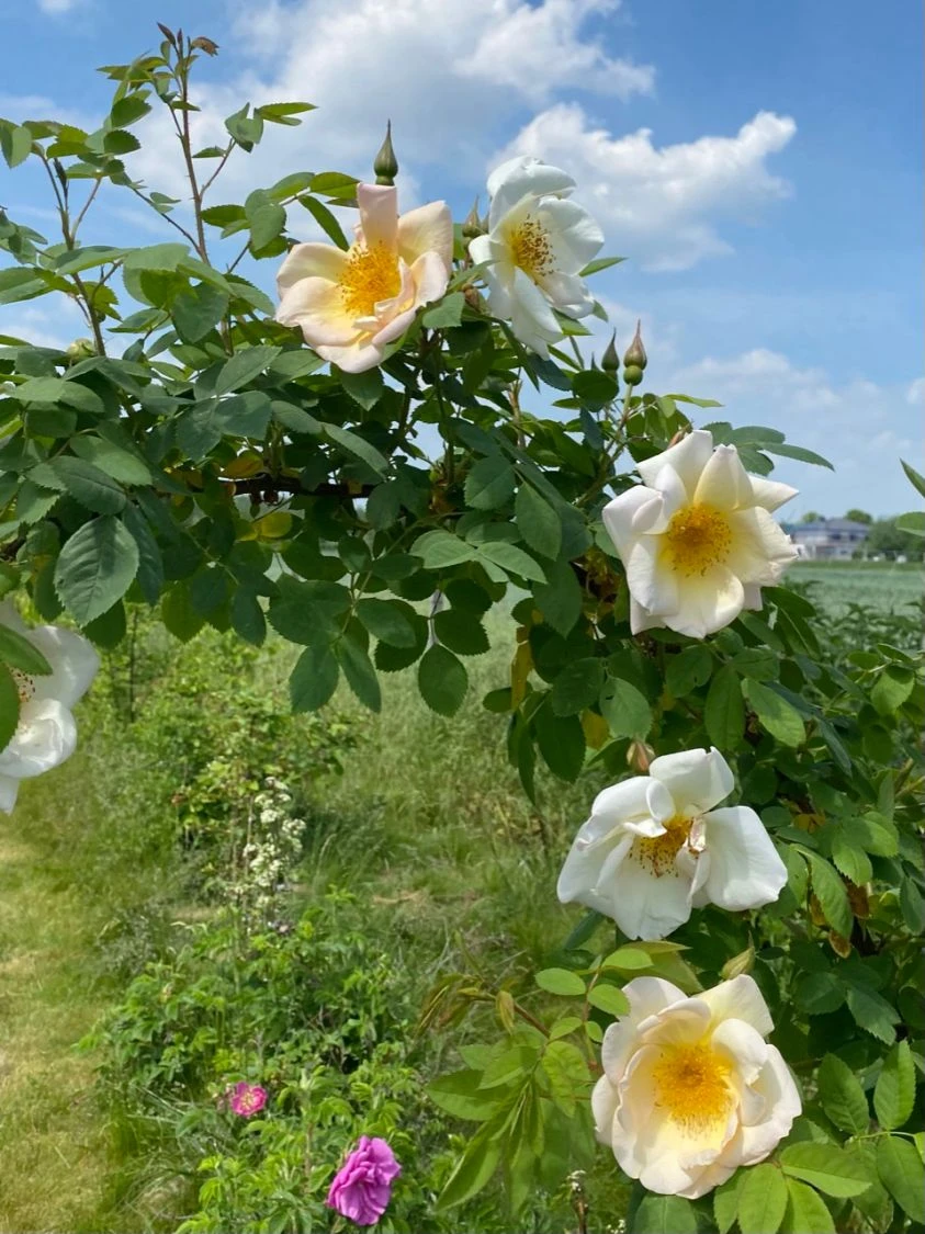 Strauchrose 'Frühlingsgold' 5 Strauchrose 'Frühlingsgold' – Bild 5