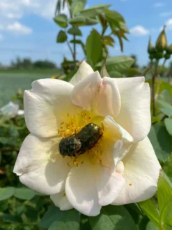 Strauchrose 'Frühlingsgold' 12 Strauchrose 'Frühlingsgold' -Deutschland Garten Funk Verkaufs-Shop strauchrose fruehlingsgold m002974 950165 1