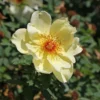 Strauchrose 'Frühlingsgold'