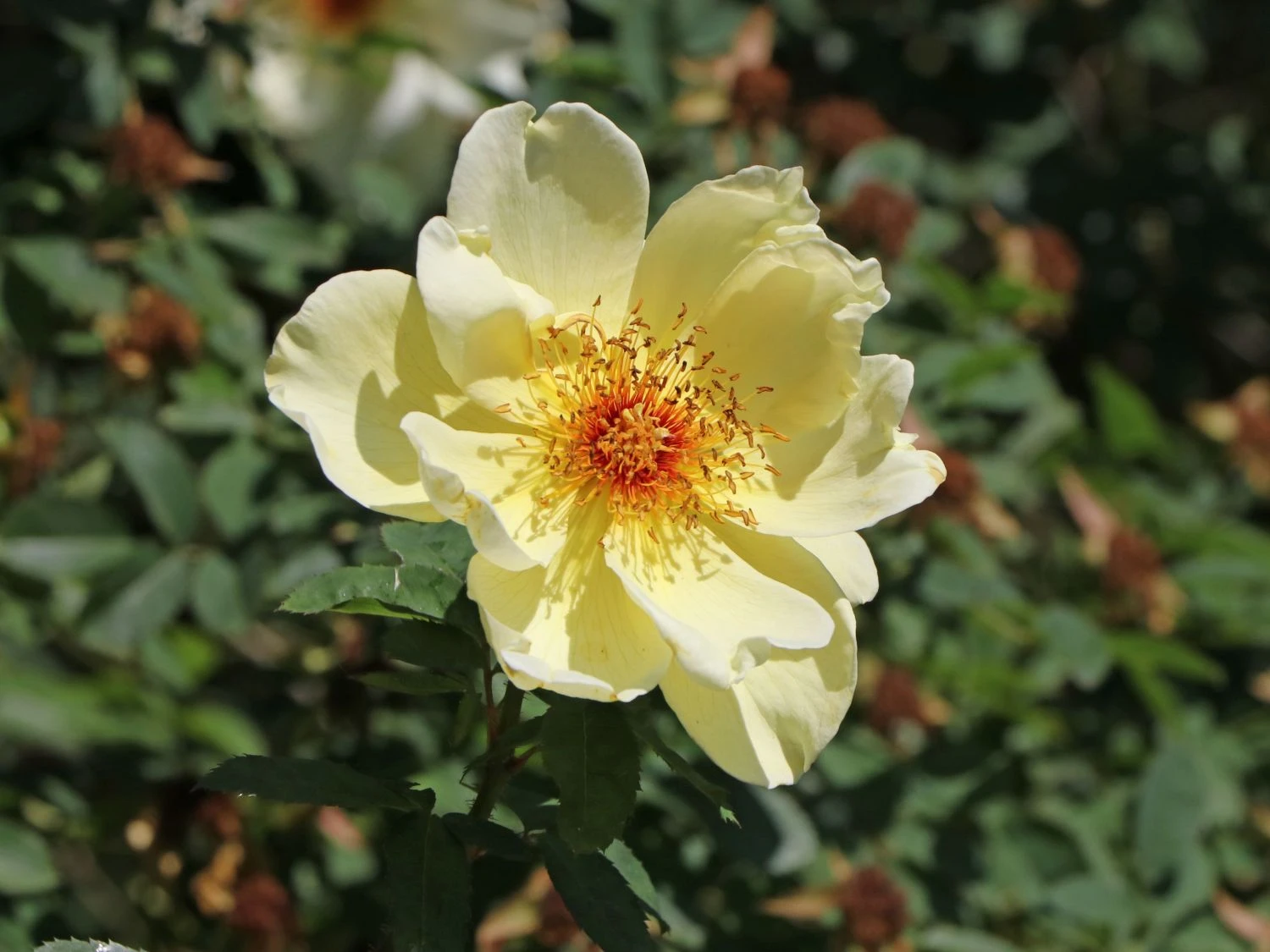 Strauchrose 'Frühlingsgold' 1 Strauchrose 'Frühlingsgold'