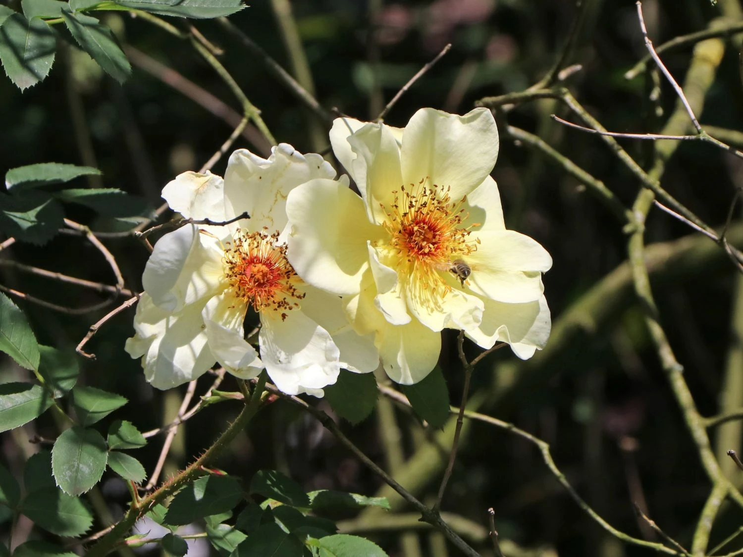 Strauchrose 'Frühlingsgold' 3 Strauchrose 'Frühlingsgold' – Bild 3