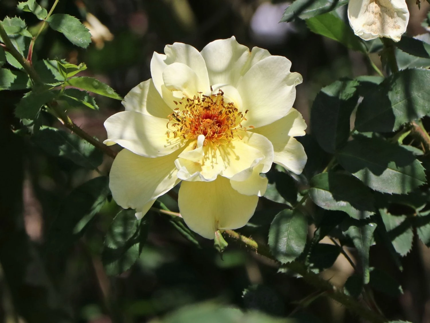 Strauchrose 'Frühlingsgold' 2 Strauchrose 'Frühlingsgold' – Bild 2