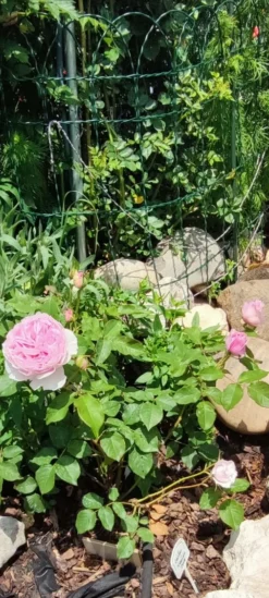 Strauchrose 'Gartenträume' -Deutschland Garten Funk Verkaufs-Shop strauchrose gartentraeume m005514 1385065 0