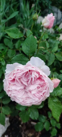 Strauchrose 'Gartenträume' -Deutschland Garten Funk Verkaufs-Shop strauchrose gartentraeume m005514 1385065 1