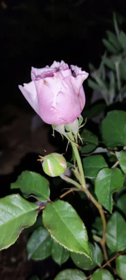 Strauchrose 'Gartenträume' -Deutschland Garten Funk Verkaufs-Shop strauchrose gartentraeume m005514 1385065 2