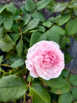 Strauchrose 'Gartenträume' -Deutschland Garten Funk Verkaufs-Shop strauchrose gartentraeume m005514 908665 0