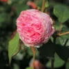 Strauchrose 'Gartenträume'