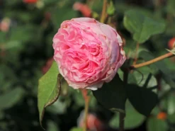 Strauchrose 'Gartenträume'
