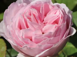 Strauchrose 'Gartenträume' -Deutschland Garten Funk Verkaufs-Shop strauchrose gartentraeume m005514 w 1