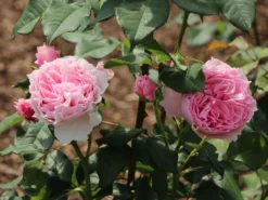 Strauchrose 'Gartenträume' -Deutschland Garten Funk Verkaufs-Shop strauchrose gartentraeume m005514 w 3