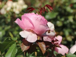 Strauchrose 'Gartenträume' -Deutschland Garten Funk Verkaufs-Shop strauchrose gartentraeume m005514 w 5