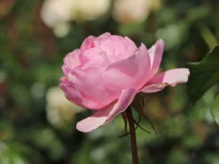 Strauchrose 'Gartenträume' -Deutschland Garten Funk Verkaufs-Shop strauchrose gartentraeume m005514 w 6