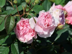 Strauchrose 'Gartenträume' -Deutschland Garten Funk Verkaufs-Shop strauchrose gartentraeume m005514 w 7