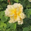 Strauchrose 'Gelbe Dagmar Hastrup' ®