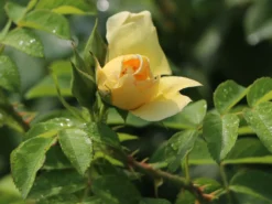 Strauchrose 'Gelbe Dagmar Hastrup' ® -Deutschland Garten Funk Verkaufs-Shop strauchrose gelbe dagmar hastrup m002984 w 0