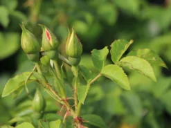 Strauchrose 'Gelbe Dagmar Hastrup' ® -Deutschland Garten Funk Verkaufs-Shop strauchrose gelbe dagmar hastrup m002984 w 2