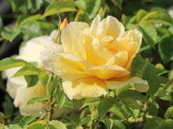 Strauchrose 'Gelbe Dagmar Hastrup' ® -Deutschland Garten Funk Verkaufs-Shop strauchrose gelbe dagmar hastrup m002984 w 3