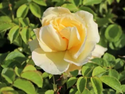 Strauchrose 'Gelbe Dagmar Hastrup' ® -Deutschland Garten Funk Verkaufs-Shop strauchrose gelbe dagmar hastrup m002984 w 4