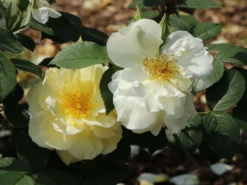 Strauchrose 'Gelbe Dagmar Hastrup' ® -Deutschland Garten Funk Verkaufs-Shop strauchrose gelbe dagmar hastrup m002984 w 6
