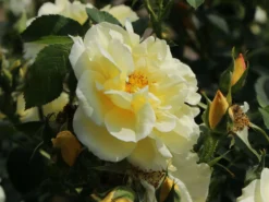 Strauchrose 'Gelbe Dagmar Hastrup' ® -Deutschland Garten Funk Verkaufs-Shop strauchrose gelbe dagmar hastrup m002984 w 7