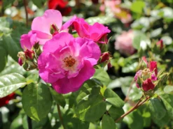 Strauchrose 'Global Water' ® -Deutschland Garten Funk Verkaufs-Shop strauchrose global water m066853 w 0