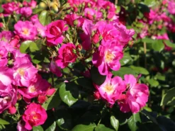 Strauchrose 'Global Water' ® -Deutschland Garten Funk Verkaufs-Shop strauchrose global water m066853 w 2