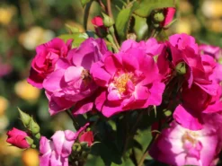 Strauchrose 'Global Water' ® -Deutschland Garten Funk Verkaufs-Shop strauchrose global water m066853 w 3