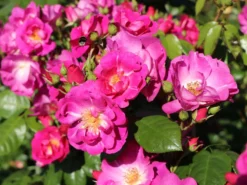 Strauchrose 'Global Water' ® -Deutschland Garten Funk Verkaufs-Shop strauchrose global water m066853 w 4