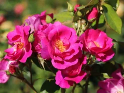 Strauchrose 'Global Water' ® -Deutschland Garten Funk Verkaufs-Shop strauchrose global water m066853 w 5