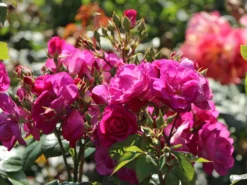 Strauchrose 'Global Water' ® -Deutschland Garten Funk Verkaufs-Shop strauchrose global water m066853 w 6