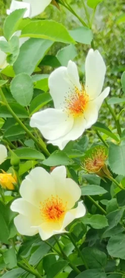 Strauchrose 'Golden Wings' -Deutschland Garten Funk Verkaufs-Shop strauchrose golden wings m005600 1385065 0