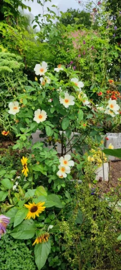 Strauchrose 'Golden Wings' -Deutschland Garten Funk Verkaufs-Shop strauchrose golden wings m005600 1385065 1