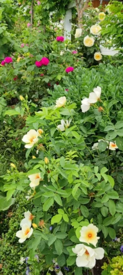 Strauchrose 'Golden Wings' -Deutschland Garten Funk Verkaufs-Shop strauchrose golden wings m005600 1385065 2