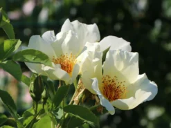 Strauchrose 'Golden Wings'