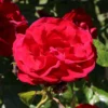 Strauchrose 'Grandhotel' ®