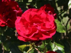 Strauchrose 'Grandhotel' ®