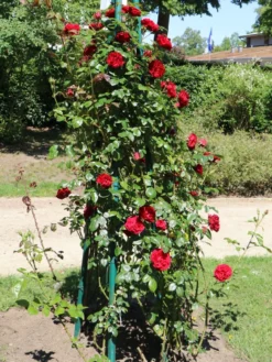 Strauchrose 'Grandhotel' ® -Deutschland Garten Funk Verkaufs-Shop strauchrose grandhotel m005520 w 0
