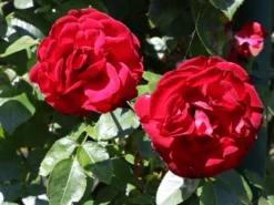 Strauchrose 'Grandhotel' ® -Deutschland Garten Funk Verkaufs-Shop strauchrose grandhotel m005520 w 2