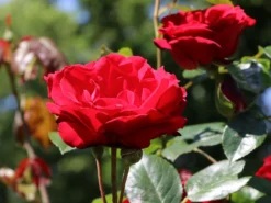 Strauchrose 'Grandhotel' ® -Deutschland Garten Funk Verkaufs-Shop strauchrose grandhotel m005520 w 3