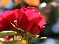 Strauchrose 'Grandhotel' ® -Deutschland Garten Funk Verkaufs-Shop strauchrose grandhotel m005520 w 4